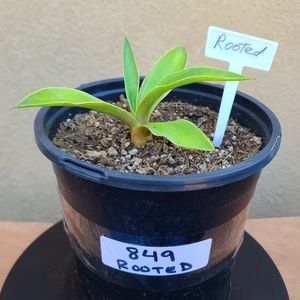 Sisal (Agave sisalana) Rooted Succulent plant